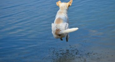 dog-3289598_1920