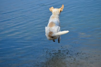 dog-3289598_1920