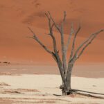 A dead tree in the middle of a desert