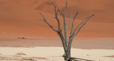 Photo by Markus Kammermann A dead tree in the middle of a desert