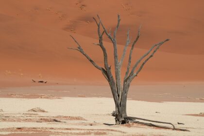 Photo by Markus Kammermann A dead tree in the middle of a desert