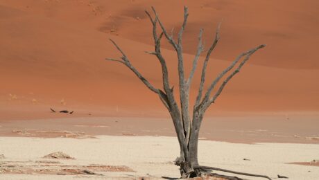 A dead tree in the middle of a desert
