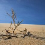 dried tree in the middle of desert