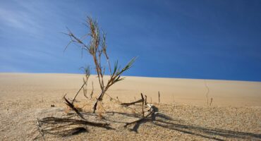 dried tree in the middle of desert