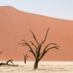 A group of dead trees standing in the middle of a desert