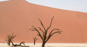 A group of dead trees standing in the middle of a desert