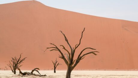 A group of dead trees standing in the middle of a desert